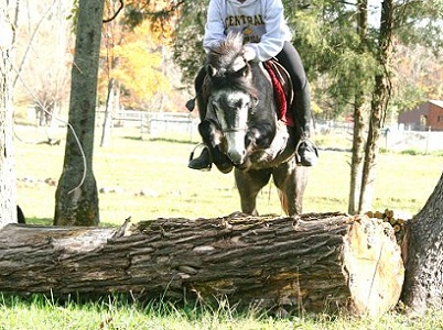 mini stirrup show pony- log